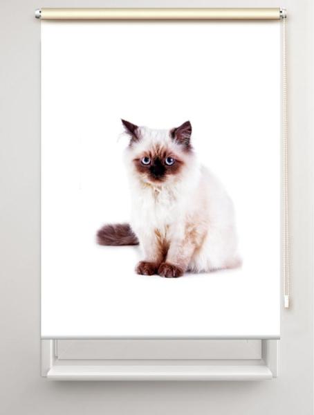 Rollo Majesti Katzenbaby, Rollo, Motivrollo, Rollo mit Druck, Fotorollo, bedrucktes Rollo, Fensterrollo,verdunkelndes Rollo, Sonnenschutz Rollo